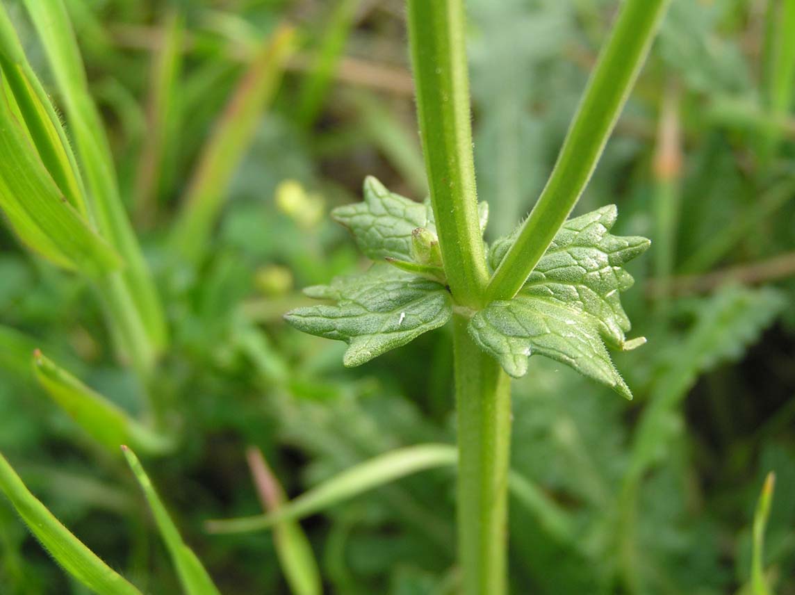 Salvia verbenaca / Salvia minore